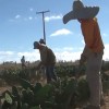 Presos trabalham em plantação de palma em Conquista para reduzir pena.