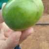 Umbus gigantes s?o produzidos em Candiba.