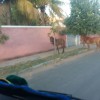 Opera??o da Superintend?ncia de Tr?nsito recolhe animais soltos na sede e distritos de Guanambi.