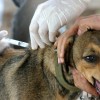 Dia D da Campanha de Vacina??o antirr?bica animal acontece neste s?bado em Guanambi, veja unidades de sa?de participante