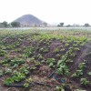 Ministra da Agricultura virá a Guanambi inaugurar novo sistema de irrigação de Ceraíma.