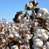 Nova praga preocupa produtores de algodão do país.