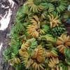 Produtores de fruta estimam R$ 2 milh?es em preju?zos com a paralisa??o dos caminhoneiros em Carinhanha.