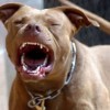 Caetité: Garota é atacada por pit bull.