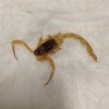 Crian?a de 4 anos morre ap?s ser picada por escorpi?o em Sebasti?o Laranjeiras.