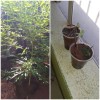 Homem é preso na zona rural de Palmas de Monte Alto suspeito de plantar pé de maconha.