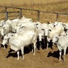 Bandidos invadem propriedade rural e furtam mais de 30 cabeças de gado em Palmas de Monte Alto; prejuízo é estimado em m