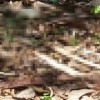 Moradores encontram ossada humana na zona rural de Guanambi.