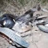 Mulher morre em acidente na BR 030 em Malhada.