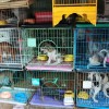 É Lei: A partir de agora está proibido pet shops exibirem animais em vitrines ou gaiolas.