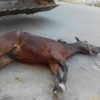Motociclista fica ferido ao bater em cavalo na BA- 938 em Guanambi.
