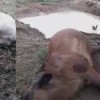 Botupor?-BA: Raio cai em ?rvore e bois morrem com descarga el?trica.