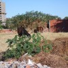 Animais nas ruas de Guanambi, a fazenda é  aqui.