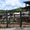 Produtores baianos têm até junho para fazer recadastramento de produção rural.