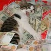 Gato recebe benefício do Bolsa Família por sete meses.