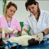 Projeto de Lei prevê política de esterilização de cães e gatos.