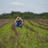 Governo cria programa para renegociar d?vidas de produtores rurais.