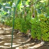 Bom Jesus da Lapa ? o maior produtor de banana do Brasil.