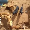C?es s?o mantidos em estado prec?rio em canil na cidade de Caetit?.