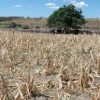 Seguro de perda de safra vai contemplar agricultores de 98 cidades baianas.