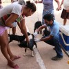 Campanha de vacina��o contra a raiva em c�es e gatos � realizada em Igapor�.