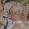 Lanchonete congelava cachorros para fabricar pastéis e salgados.