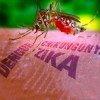 Bahia tem mais de 2 mil casos de dengue, chikungunya e zika nas cinco primeiras semanas do ano.
