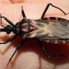 Guanambi é o quinto município baiano com maior índice de mortes pela doença de Chagas.