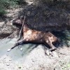 Cavalo cai em córrego em Guanambi.