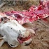 Ladrões matam gado e roubam carne em propriedades rurais de Sebastião Laranjeiras.