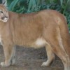 Moradores de Guanambi afirmam ter visto on?a na cidade.