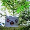 Polícia apreende quatro pés de maconha na cidade de Caculé.