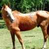Anemia infecciosa equina j? levou ao sacrif?cio mais de duzentos animais.