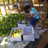 Prefeitura de Iui? apoia produtores rurais do munic?pio.