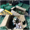 Pol?cia apreende 187 aves silvestres que eram levadas de Pinda? para Montes Claros.