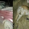 Animal solto na pista provoca acidente na BR-030 em Guanambi.
