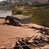 Paraíba: cavalo é encontrado em telhado de casa.