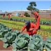 Presos produzem seus alimentos e roupas em MG.