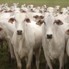 Rebanho bovino em Guanambi passa de 53 mil cabeças, diz IBGE.