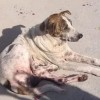 Comerciante é suspeito de atirar contra cachorro em Guanambi.