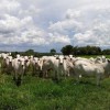 Vacinação contra Febre Aftosa acontece até o dia 31 de maio.