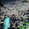 Mortandade de Peixes no Riacho do Belém em Guanambi.