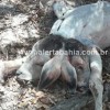 Bezerro nasce com duas cabeças na zona rural de Carinhanha.