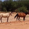 Smtran recolhe animais soltos em via pública de Guanambi.
