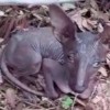 Animal estranho é visto na zona rural de Palmas de Monte Alto.