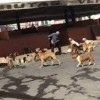 Cachorros de rua atacam idoso em Palmas de Monte Alto.