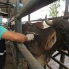 Bahia deve vacinar mais de 10 mi de animais contra a aftosa até o final de maio.