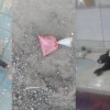 Cães continuam sendo envenenados em Sebastião Laranjeiras.