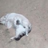 Gatos foram encontrados envenenados em Guanambi.
