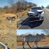 Animais na pista provocam colisão violenta entre dois carros em Carinhanha.